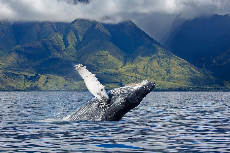 Humpback whale breaching in front of the West Maui Mountains