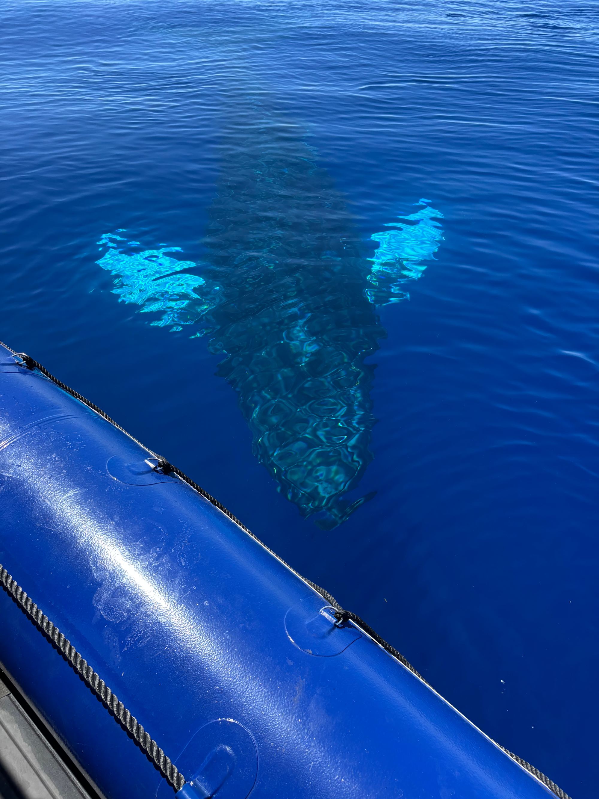 Whale watching in the Auʻau Channel
