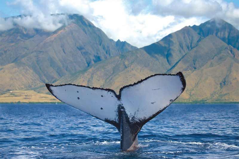 Humpback whale at the surface off Maui