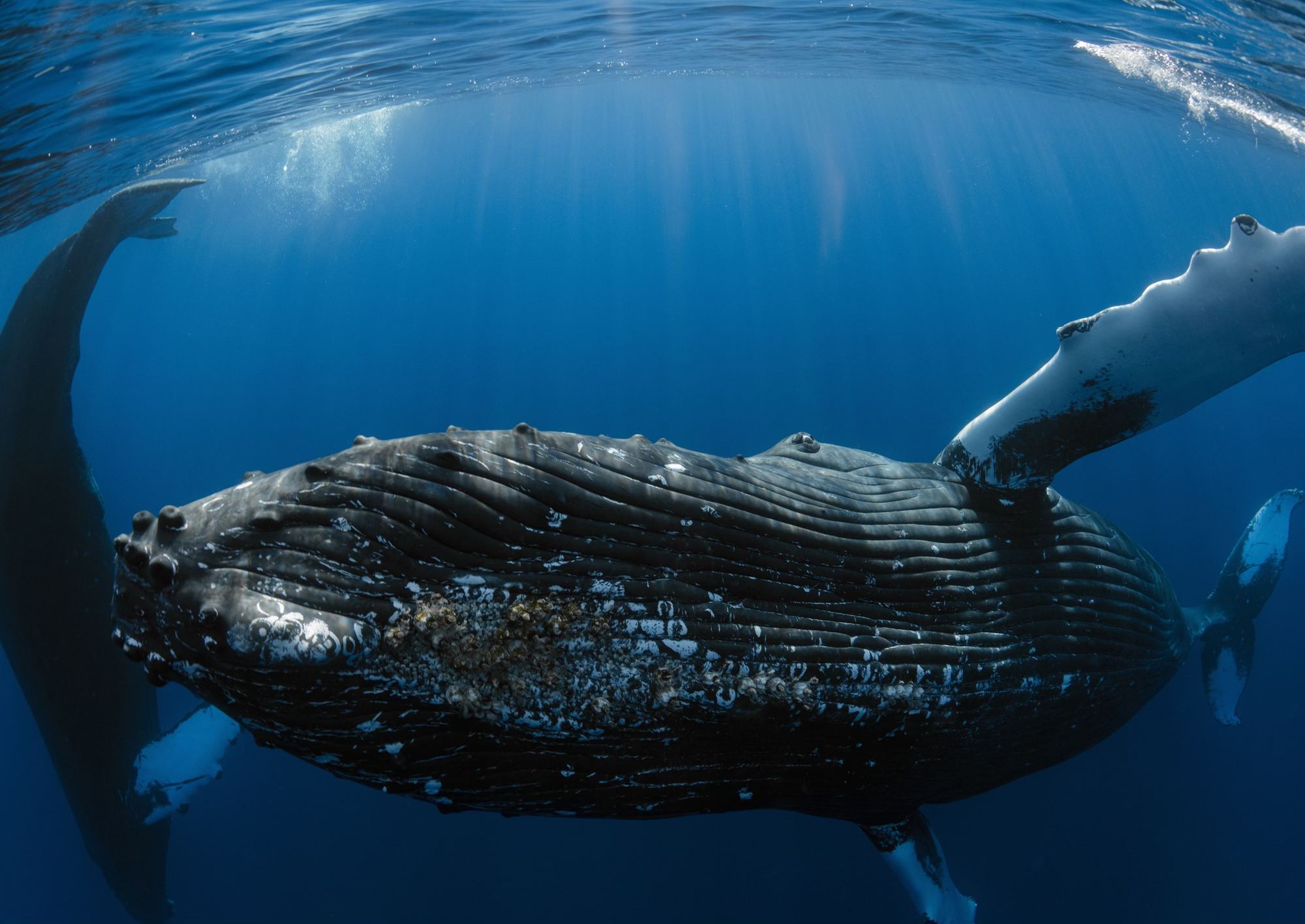 Humpback whale passing close below the surface off West Maui