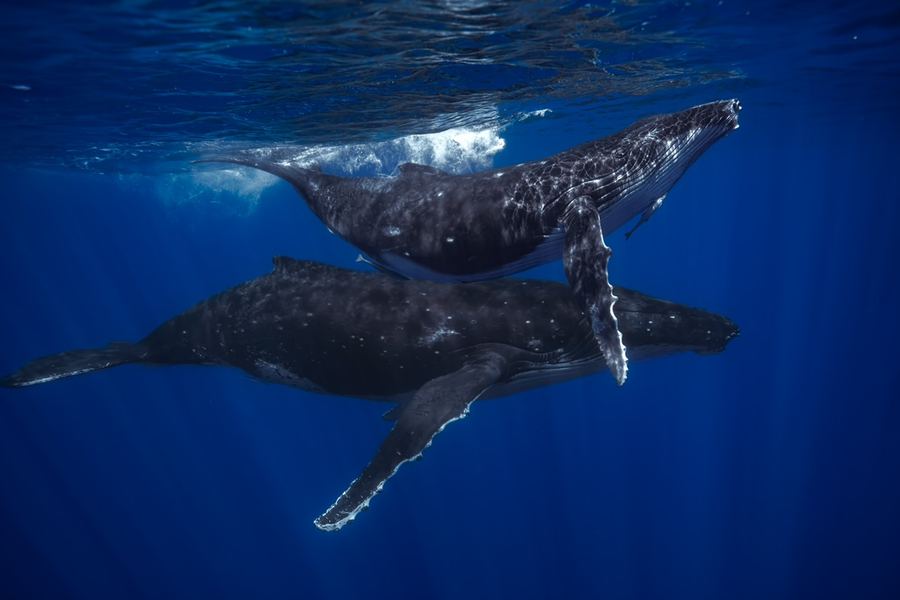 Two humpback whales below the surface off West Maui