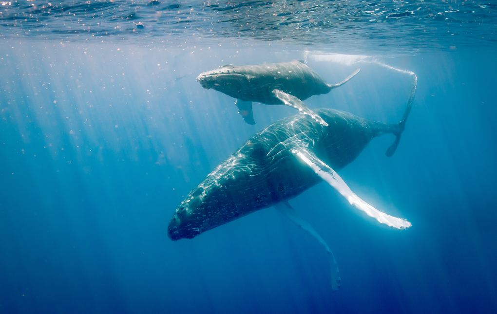 Humpback mother and calf below the surface off Maui
