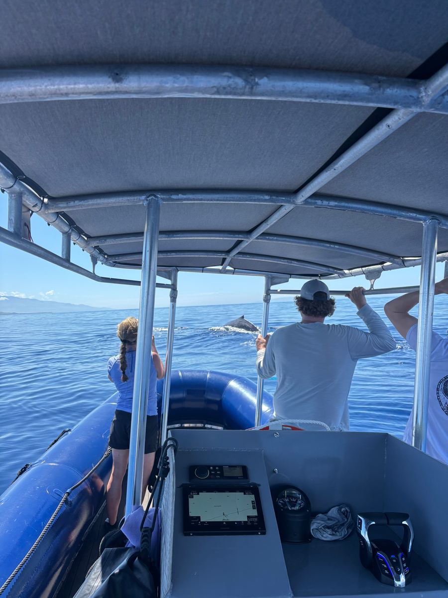 Crew and guests watching a whale surface