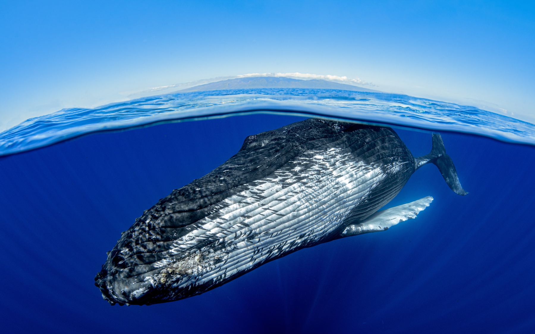 Split-level view of a humpback whale near the surface