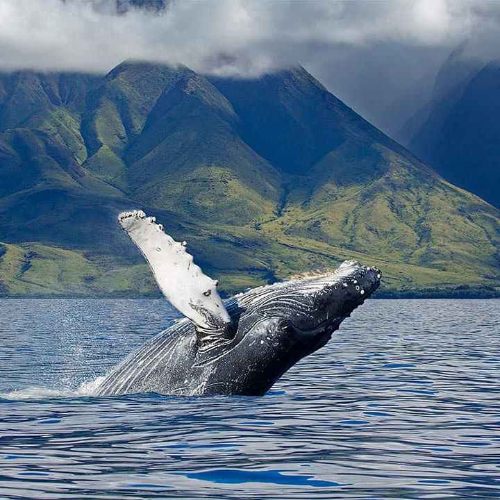 a large body of water with a mountain in the background