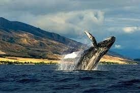 Whale Watching – Private Tour Ka`anapali Beach